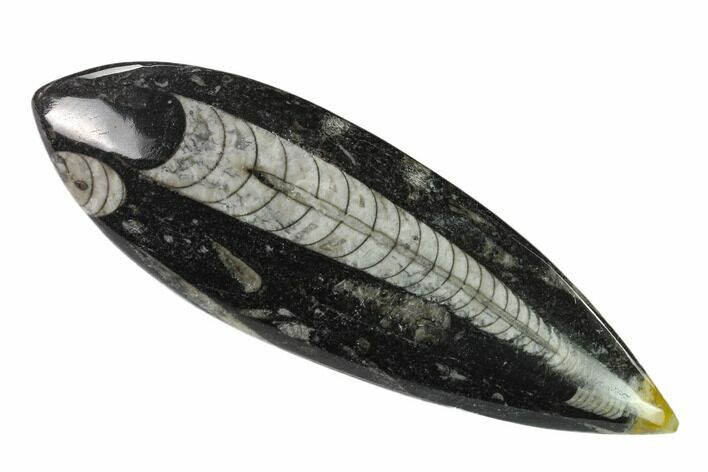 Polished Fossil Orthoceras (Cephalopod) - Morocco #138426